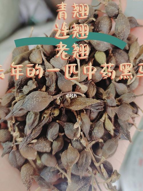 今日青翘价格(今日青翘价格行情)-图2 今日青翘价格(今日青翘价格行情)-图2