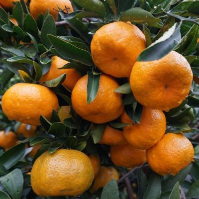 今年永春芦柑价格(永春芦柑上市时间)-图2 今年永春芦柑价格(永春芦柑上市时间)-图2
