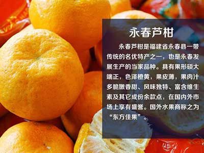 今年永春芦柑价格(永春芦柑上市时间)-图3 今年永春芦柑价格(永春芦柑上市时间)-图3