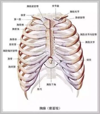 肋差价格(肋差里疼怎么回事)-图2 肋差价格(肋差里疼怎么回事)-图2