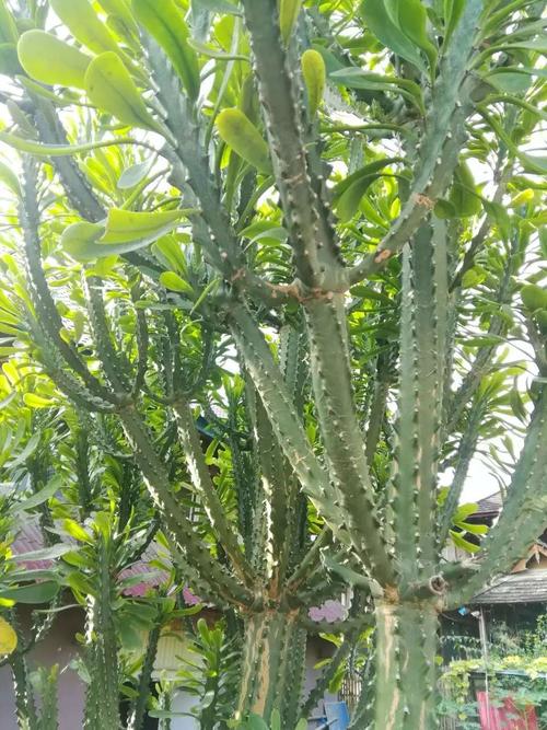 龙骨树的价格(龙骨树的价格多少)-图2 龙骨树的价格(龙骨树的价格多少)-图2