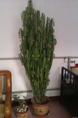 龙骨树的价格(龙骨树的价格多少)-图3 龙骨树的价格(龙骨树的价格多少)-图3