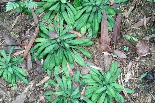 白背草价格(白背草多少钱一斤)-图2 白背草价格(白背草多少钱一斤)-图2