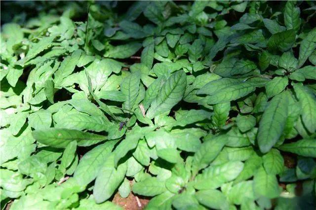 白背草价格(白背草多少钱一斤)-图3 白背草价格(白背草多少钱一斤)-图3