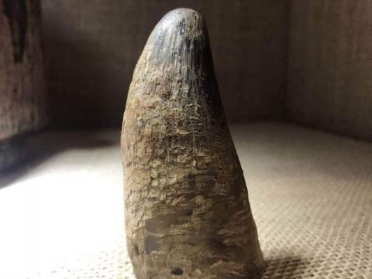 犀角香价格(犀角香真的存在吗)-图2 犀角香价格(犀角香真的存在吗)-图2