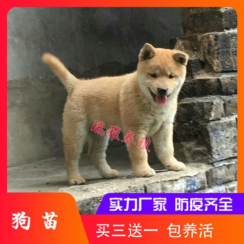 土狗苗价格(土狗苗批发市场10元一只)-图3 土狗苗价格(土狗苗批发市场10元一只)-图3