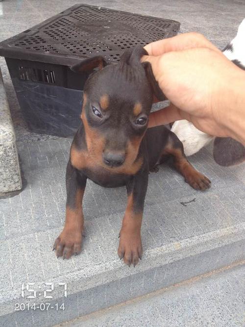 短毛太仓小猎犬价格（小体太仓猎犬）