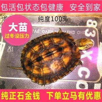 2017年石金钱龟苗价格（2017年石金钱龟苗价格多少）-图3