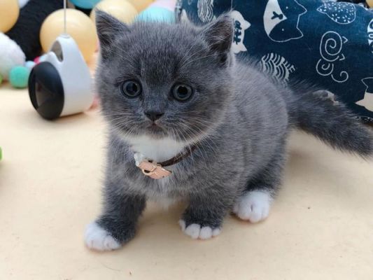 踏雪猫价格(踏雪猫怎么养)-图2 踏雪猫价格(踏雪猫怎么养)-图2