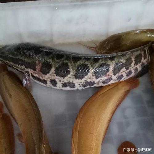 刀子鱼价格（刀子鱼的营养价值）