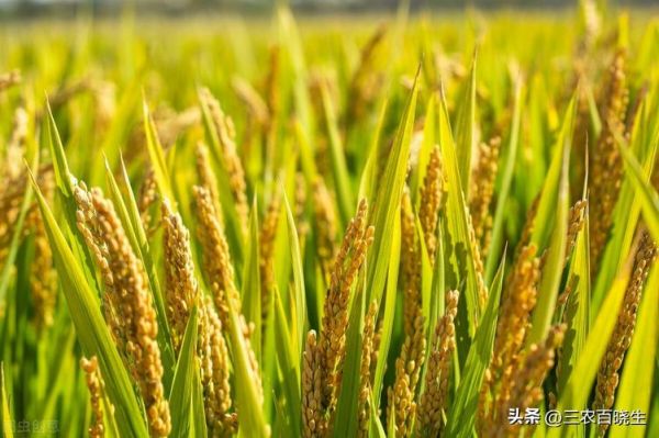 蚌埠糯稻最新价格(蚌埠糯稻最新价格行情)-图3 蚌埠糯稻最新价格(蚌埠糯稻最新价格行情)-图3