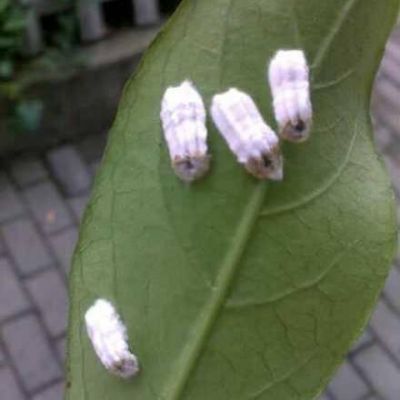 白腊虫的价格（白蜡虫产地）
