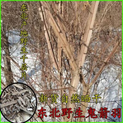 鬼箭羽价格多少钱一斤（鬼箭羽的4大功效）
