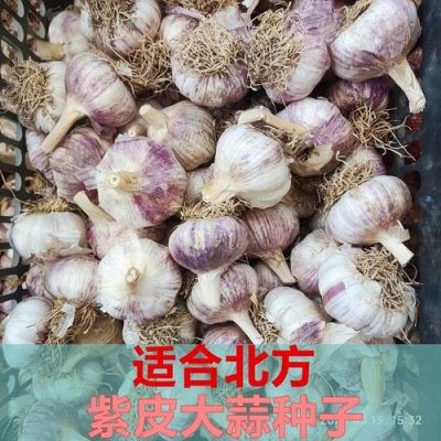 蒜栽子价格(蒜种的价格)-图3 蒜栽子价格(蒜种的价格)-图3