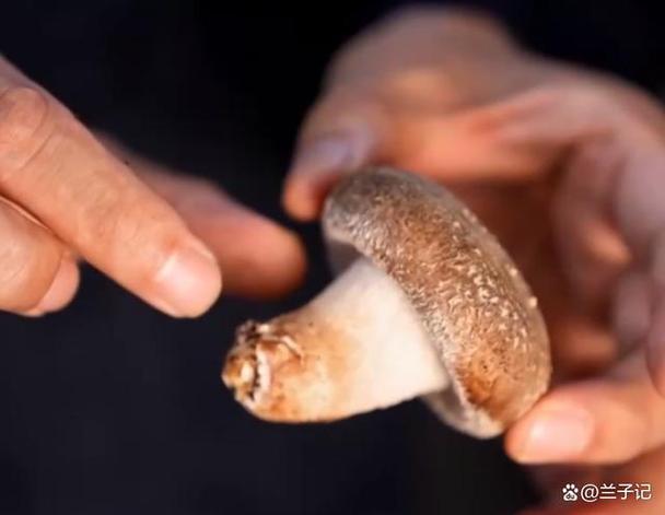 废树枝回收价格(废旧树枝没人要,破碎后竟然600元一吨)-图3 废树枝回收价格(废旧树枝没人要,破碎后竟然600元一吨)-图3