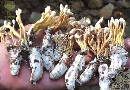 蝉菇价格（蝉菇图片大全药用功效）