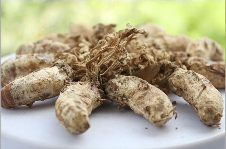 蝉菇价格(蝉菇图片大全药用功效)-图3 蝉菇价格(蝉菇图片大全药用功效)-图3