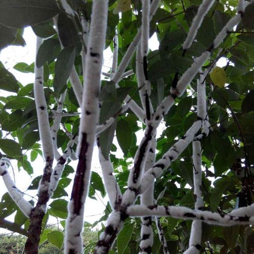 虫白蜡的价格(虫白蜡价格为何不一样)-图3 虫白蜡的价格(虫白蜡价格为何不一样)-图3