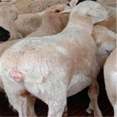 老母羊价格(大母羊价格)-图3 老母羊价格(大母羊价格)-图3