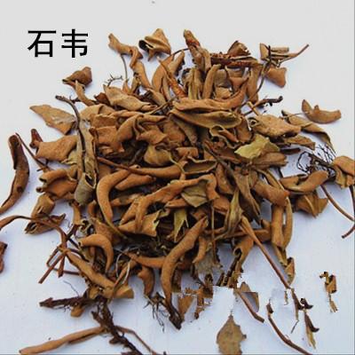 石苇的价格(石苇的价格是多少)-图2 石苇的价格(石苇的价格是多少)-图2