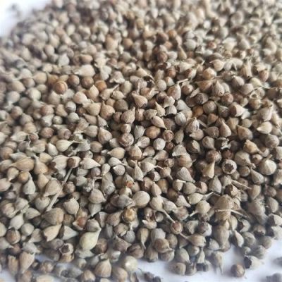荆条籽价格(荆条籽熬的水能喝吗)-图3 荆条籽价格(荆条籽熬的水能喝吗)-图3