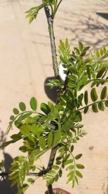 黄芽树价格（黄芽树价格贵吗）