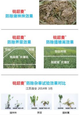 锐超麦除草剂价格(锐超麦除草剂药害)-图2 锐超麦除草剂价格(锐超麦除草剂药害)-图2