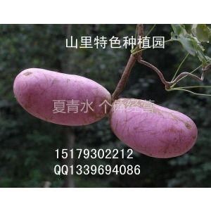 中华圣果价格(中华圣果价格多少)-图2 中华圣果价格(中华圣果价格多少)-图2