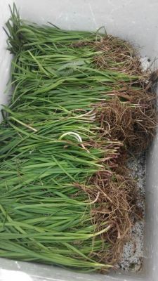 山韭菜价格(山韭菜多少钱一斤)-图2 山韭菜价格(山韭菜多少钱一斤)-图2