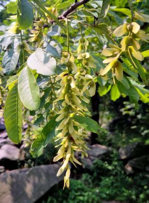 燕子花价格(燕子树价格)-图2 燕子花价格(燕子树价格)-图2