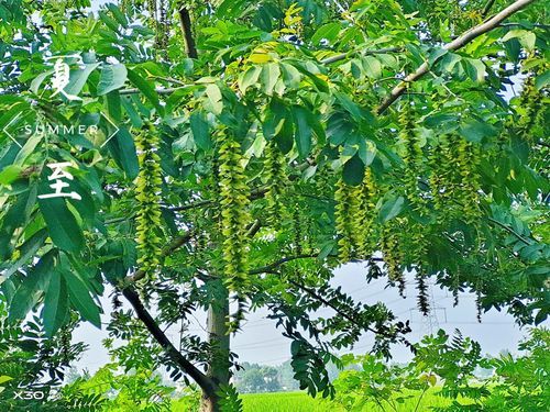 燕子花价格(燕子树价格)-图3 燕子花价格(燕子树价格)-图3