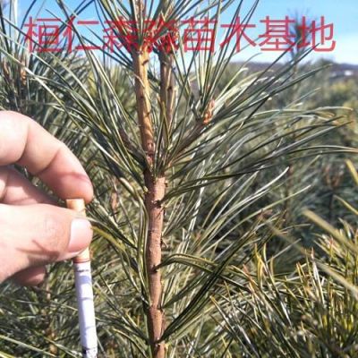 果松苗价格（果松种植及利润）