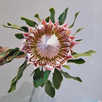 帝王花价格(帝王花苗价格)-图3 帝王花价格(帝王花苗价格)-图3