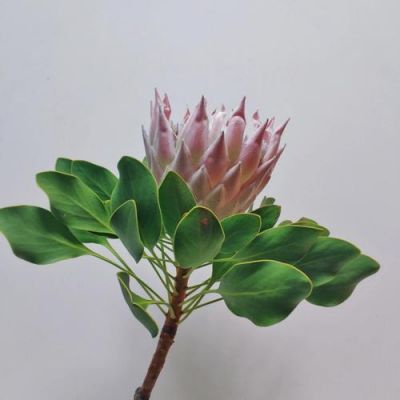 帝王花价格(帝王花苗价格)-图1 帝王花价格(帝王花苗价格)-图1