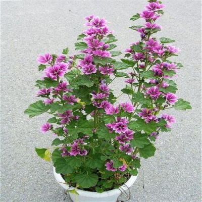 锦葵价格（锦葵品种）
