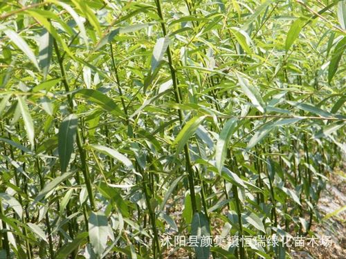 杞柳价格(杞柳苗价格)-图2 杞柳价格(杞柳苗价格)-图2