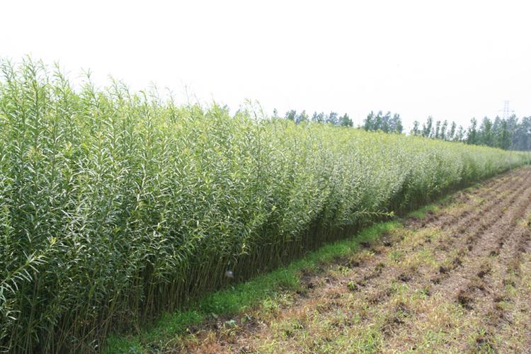 杞柳价格(杞柳苗价格)-图3 杞柳价格(杞柳苗价格)-图3