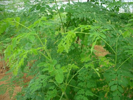 辣木树苗价格(辣木树苗多少钱一棵)-图2 辣木树苗价格(辣木树苗多少钱一棵)-图2