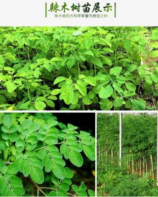 辣木树苗价格(辣木树苗多少钱一棵)-图3 辣木树苗价格(辣木树苗多少钱一棵)-图3