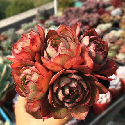 菊纹章价格(菊纹章徒长)-图3 菊纹章价格(菊纹章徒长)-图3