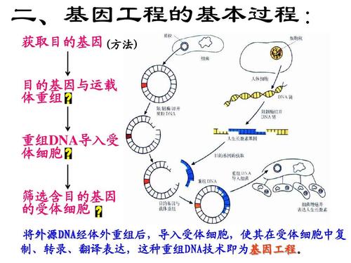 基因工程价格(基因工程医疗)-图3 基因工程价格(基因工程医疗)-图3