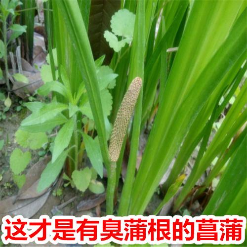 臭蒲根价格（臭蒲根的药名是什么）