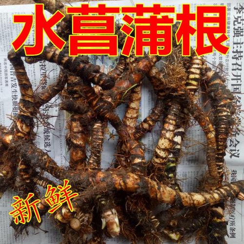 臭蒲根价格(臭蒲根的药名是什么)-图3 臭蒲根价格(臭蒲根的药名是什么)-图3
