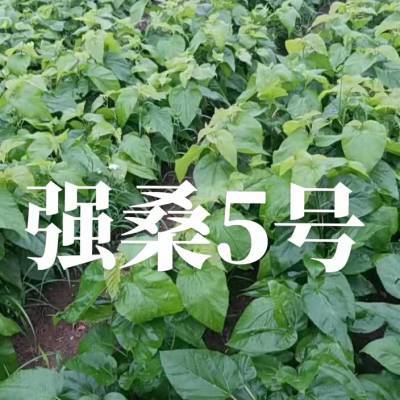 强桑2号价格（强桑5号的蚕桑苗价格）