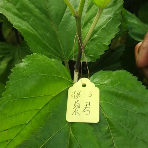 强桑2号价格(强桑5号的蚕桑苗价格)-图3 强桑2号价格(强桑5号的蚕桑苗价格)-图3