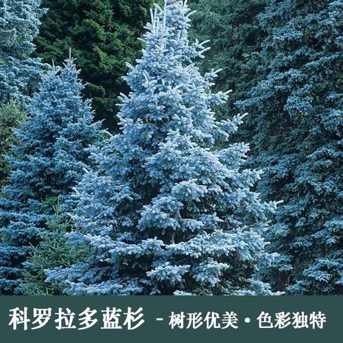 蓝粉云杉价格(蓝杉和云杉区别)-图3 蓝粉云杉价格(蓝杉和云杉区别)-图3