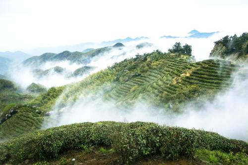 雾洞茶价格(雾茶庄园风景如画)-图2 雾洞茶价格(雾茶庄园风景如画)-图2