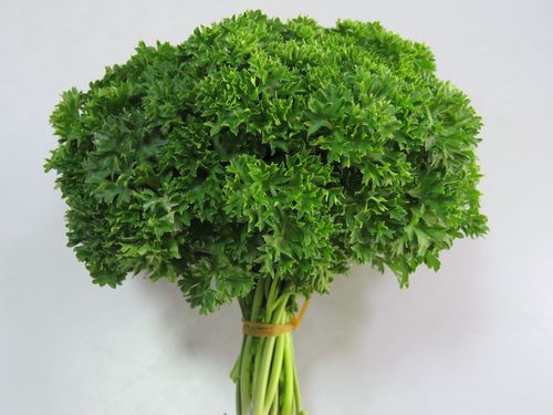 欧芹价格(欧芹药用价值)-图2 欧芹价格(欧芹药用价值)-图2