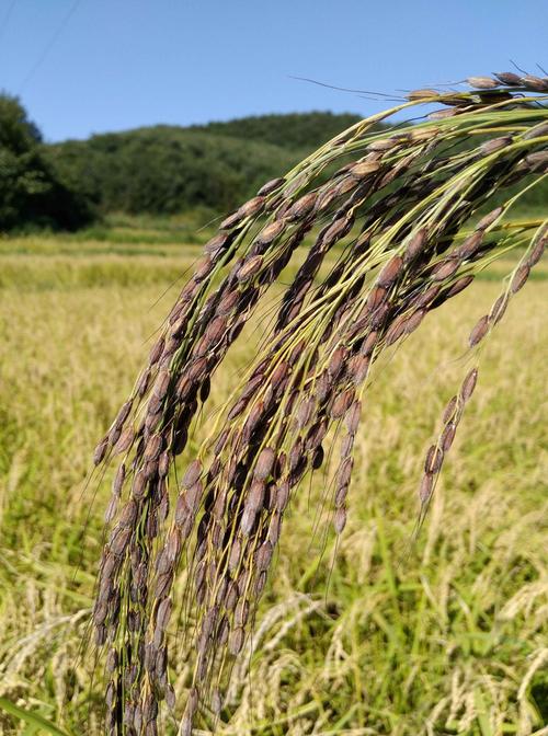 胭脂稻价格(胭脂稻种植条件)-图3 胭脂稻价格(胭脂稻种植条件)-图3