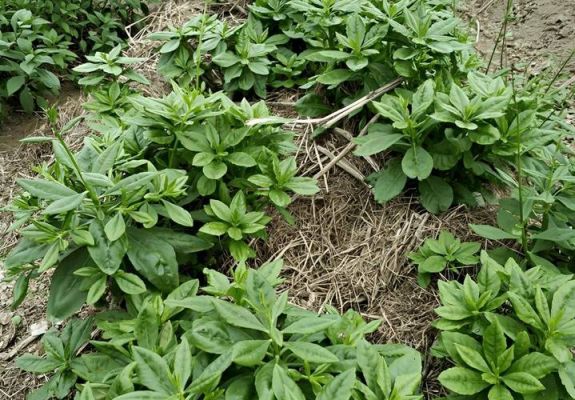 野草参价格(野生草参的作用)-图3 野草参价格(野生草参的作用)-图3